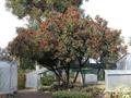 Chinese photinia